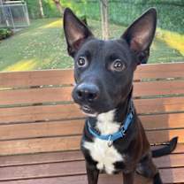 Thumbnail photo of Parson #1