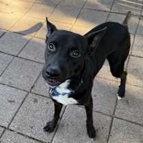 Thumbnail photo of Parson #2