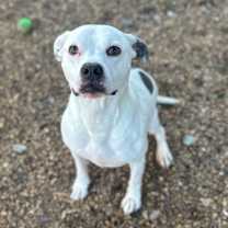 Thumbnail photo of Oriella (Roxy)🐾 #1