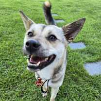 Thumbnail photo of SINBI #2