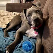 Thumbnail photo of DINO #2