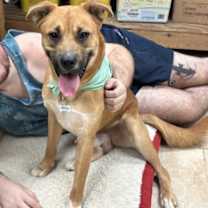 Thumbnail photo of Scooby #2