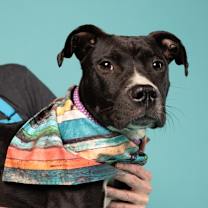 Thumbnail photo of Tint #3