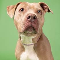 Thumbnail photo of Angelina Dogee #1