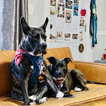 Thumbnail photo of Proton #3