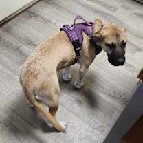 Thumbnail photo of Sissy #3