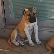 Thumbnail photo of Sissy #4