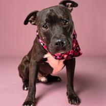 Thumbnail photo of Stitch #2