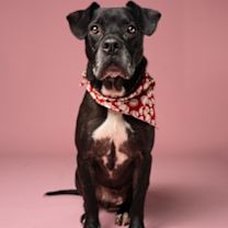 Thumbnail photo of NIKO #1