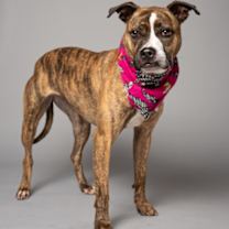 Thumbnail photo of Beatrice #1