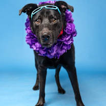 Thumbnail photo of Taz #1