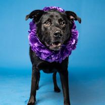 Thumbnail photo of Taz #3