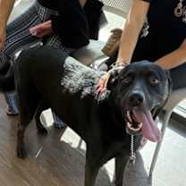 Thumbnail photo of Taz #4