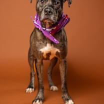 Thumbnail photo of Little Foot #2