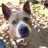 Thumbnail photo of Tory #4