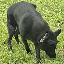 Thumbnail photo of Axel #2