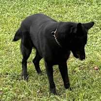 Thumbnail photo of Axel #4