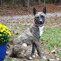 Thumbnail photo of DeeDee #1