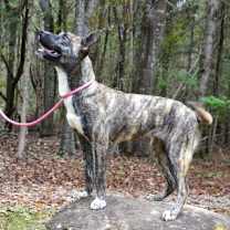 Thumbnail photo of DeeDee #2