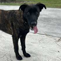 Thumbnail photo of Tigger #2