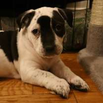 Thumbnail photo of Picual #1