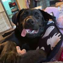 Thumbnail photo of Apollo #2