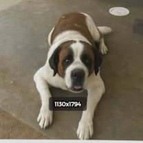 Thumbnail photo of Bernie #3