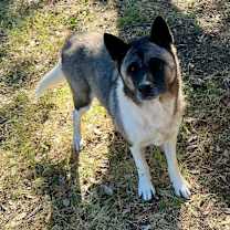 Thumbnail photo of Sachi #2