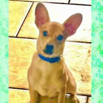 Thumbnail photo of PEANUT – 1 YEAR MALE CHIHUAHUA #2