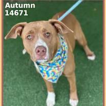 Thumbnail photo of Autumn (48) #1