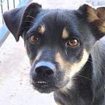 Thumbnail photo of Rocket Ship FJ #2