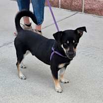 Thumbnail photo of Rocket Ship FJ #3