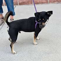 Thumbnail photo of Rocket Ship FJ #4