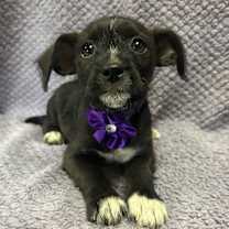 Thumbnail photo of Clover #2