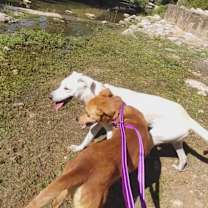 Thumbnail photo of Lila #3