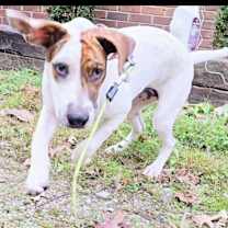 Thumbnail photo of Daisy #1