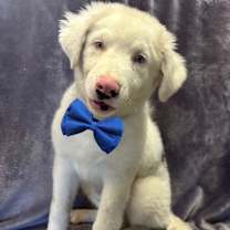 Thumbnail photo of Echo #2