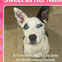 Thumbnail photo of Honey #1