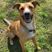 Thumbnail photo of Alfie #1