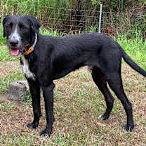 Thumbnail photo of Koa #1