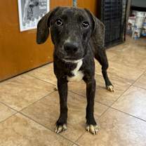 Thumbnail photo of Pete #1