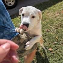 Thumbnail photo of Gus #3