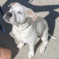 Thumbnail photo of Louie #1