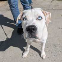 Thumbnail photo of Louie #2