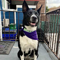 Thumbnail photo of Star #3