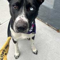 Thumbnail photo of Star #4