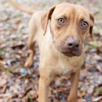 Thumbnail photo of Boo KA #2