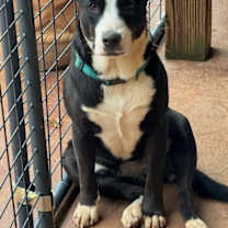 Thumbnail photo of Luna #4