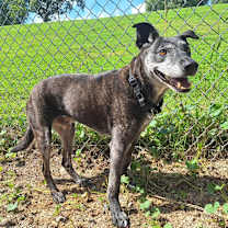 Thumbnail photo of Thor #1