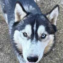 Thumbnail photo of Blue #1